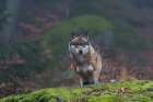 Portrait of a gray wolf-Canis lupus-on a mossy boulder in a foggy forest Bavaria-Germany Art Print